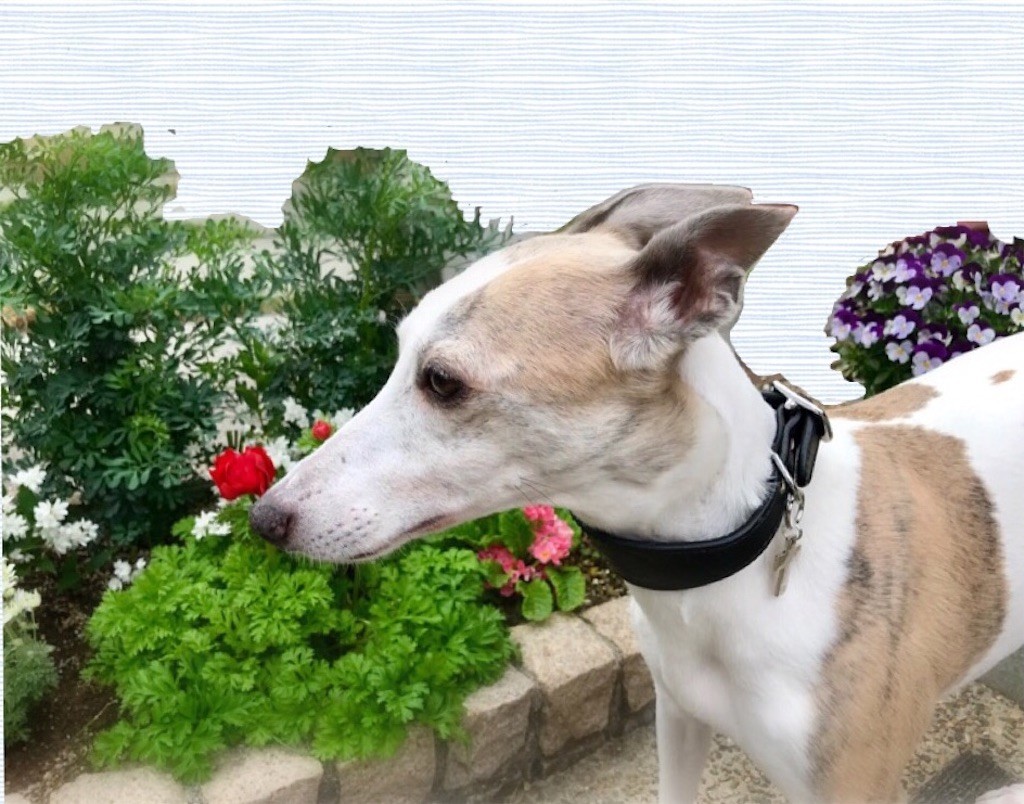 f:id:joju8:20190423205831j:image