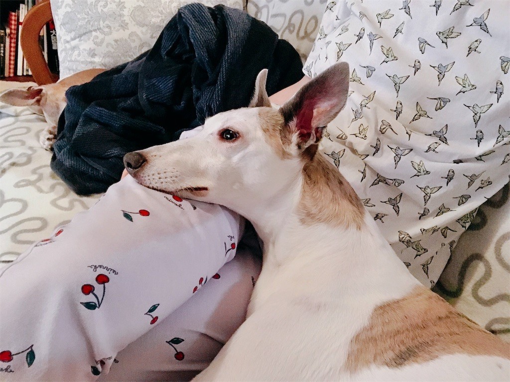 f:id:joju8:20190512130138j:image f:id:joju8:20190512130138j:image