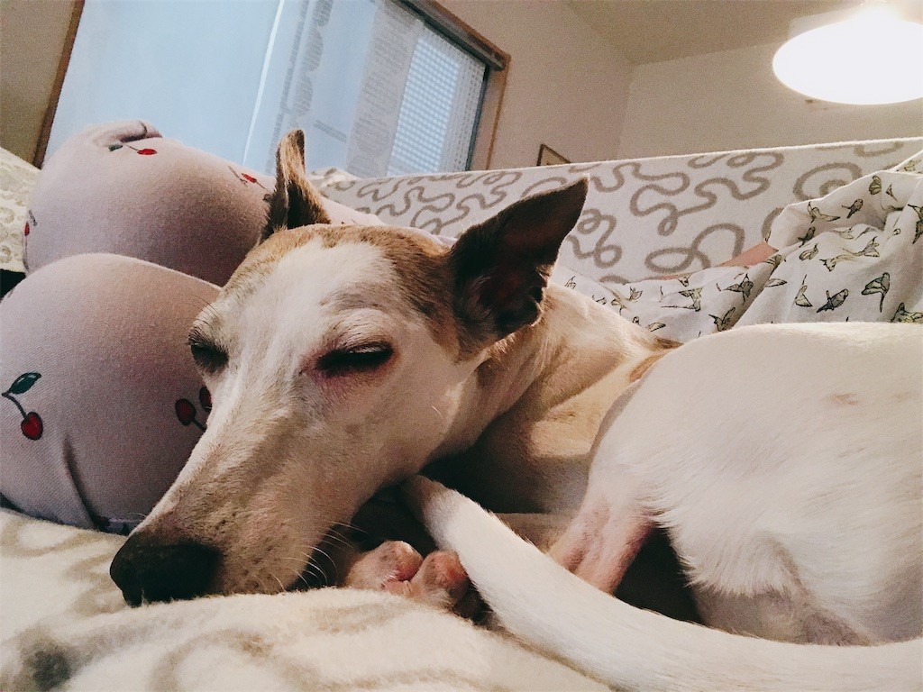 f:id:joju8:20190512130145j:plain f:id:joju8:20190512130145j:plain