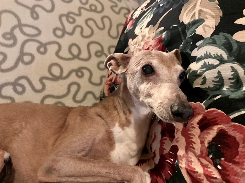 f:id:joju8:20190621234741j:image