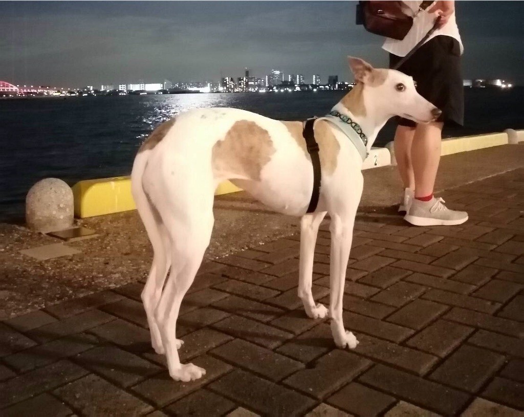 f:id:joju8:20190915160525j:image