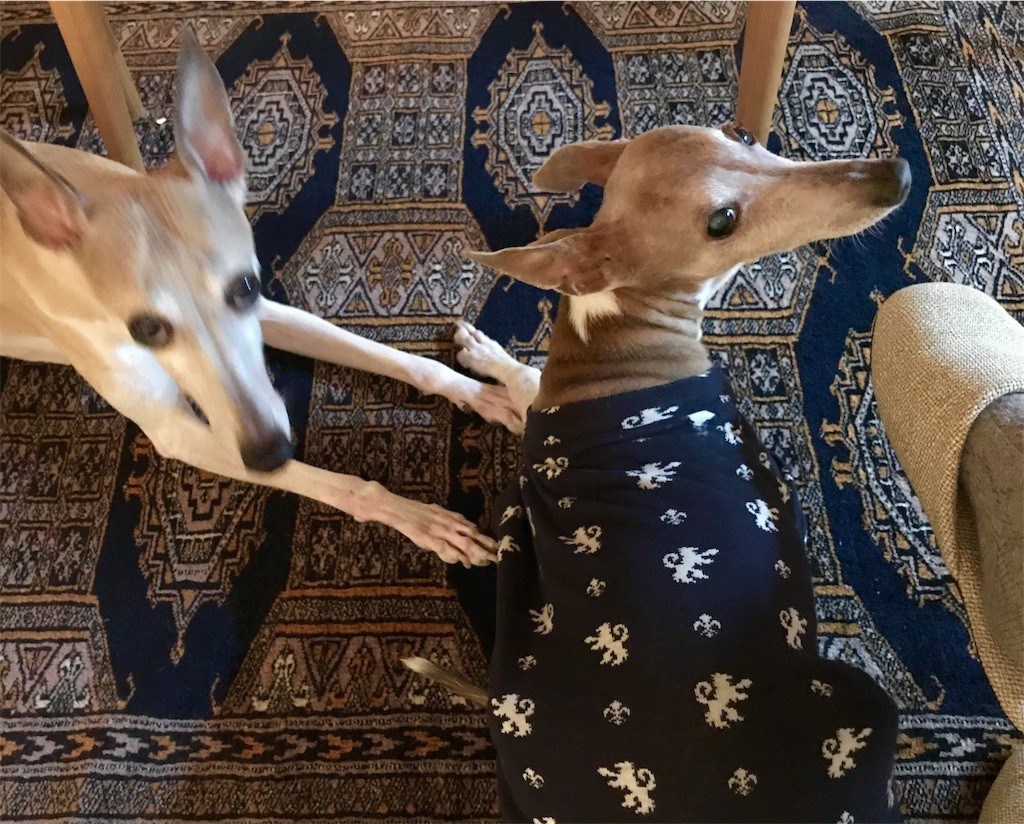 f:id:joju8:20191001004222j:plain