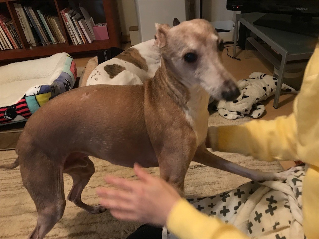 f:id:joju8:20191001004229j:plain