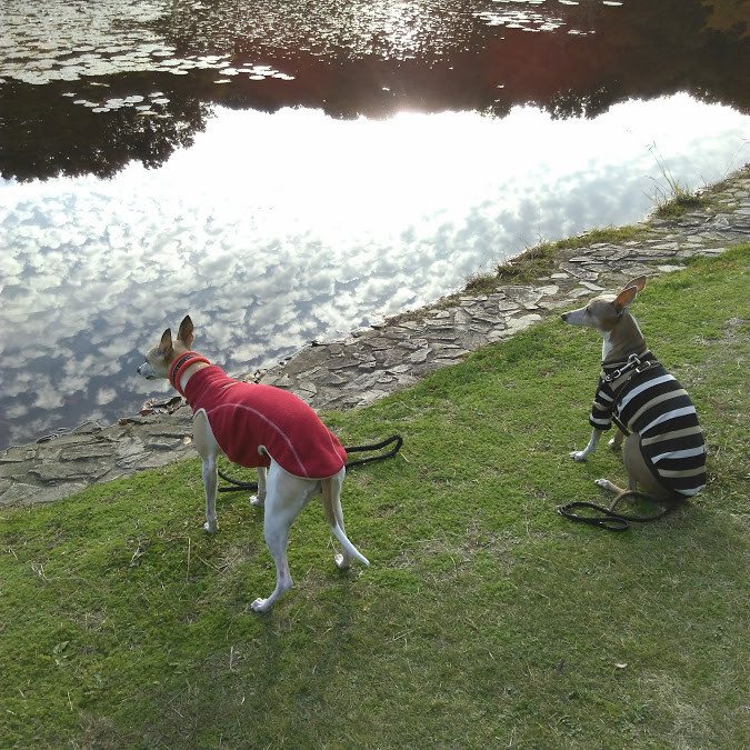 f:id:joju8:20191001163626j:plain