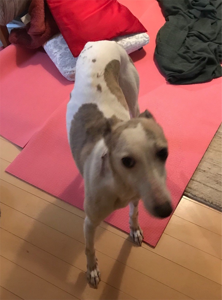 f:id:joju8:20191002223625j:plain