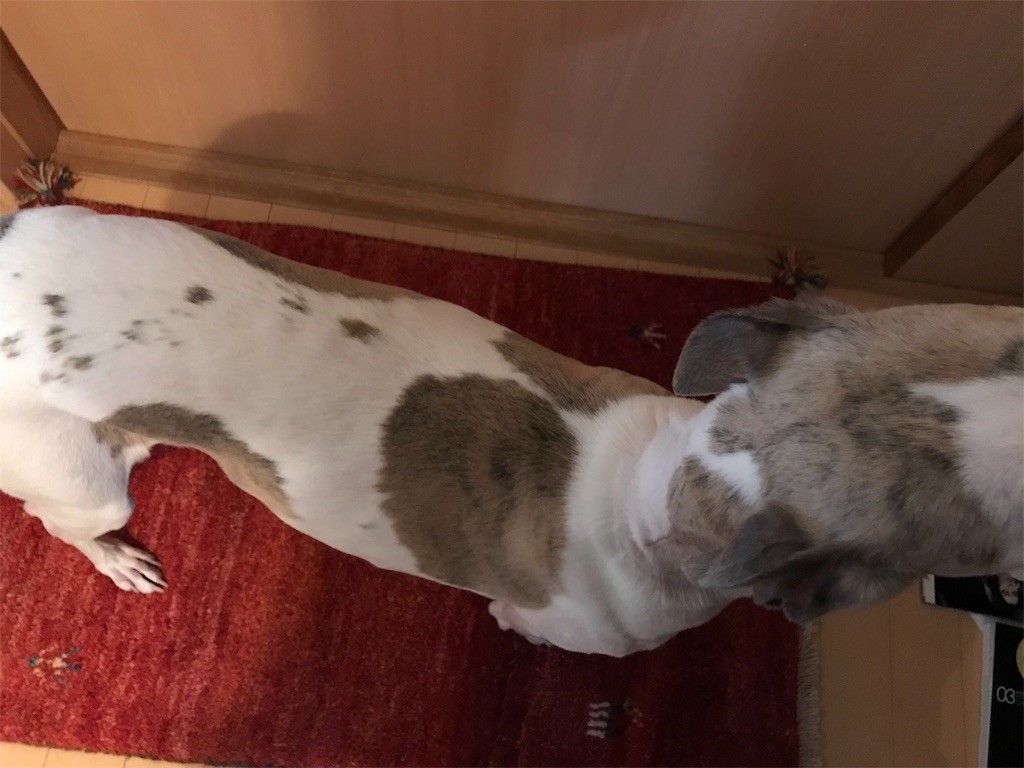 f:id:joju8:20191002223627j:plain