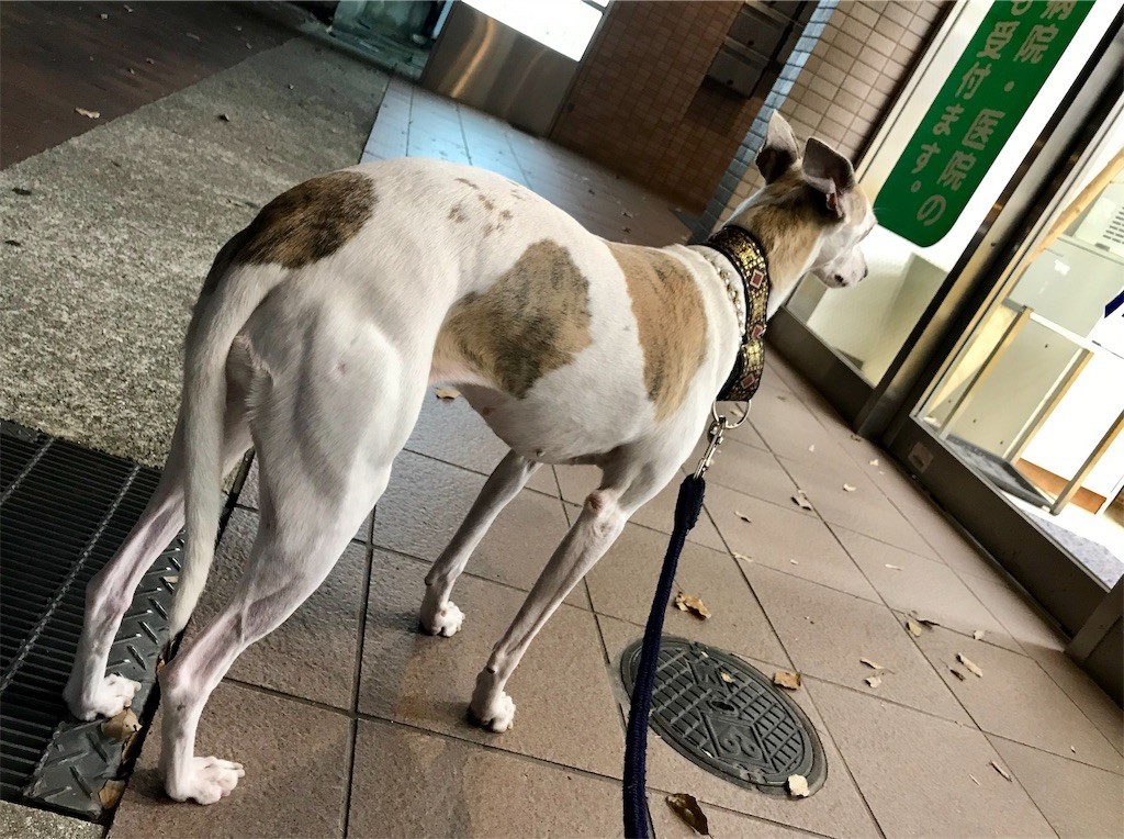 f:id:joju8:20191002230801j:plain