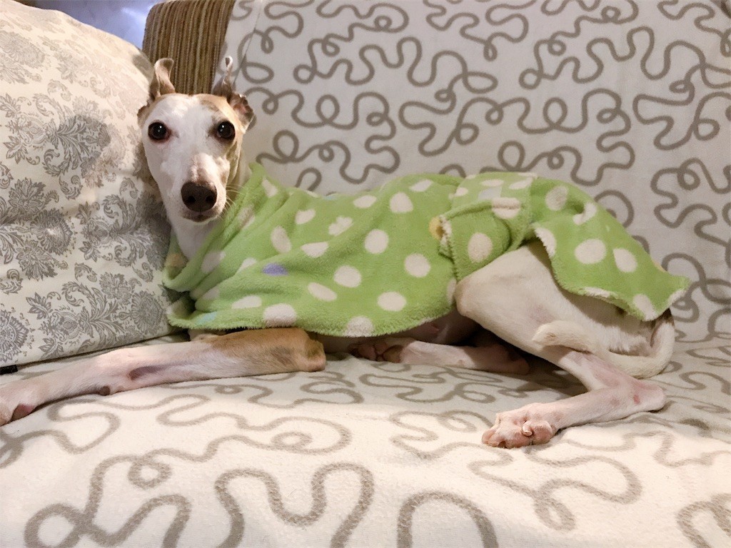 f:id:joju8:20191026220723j:image