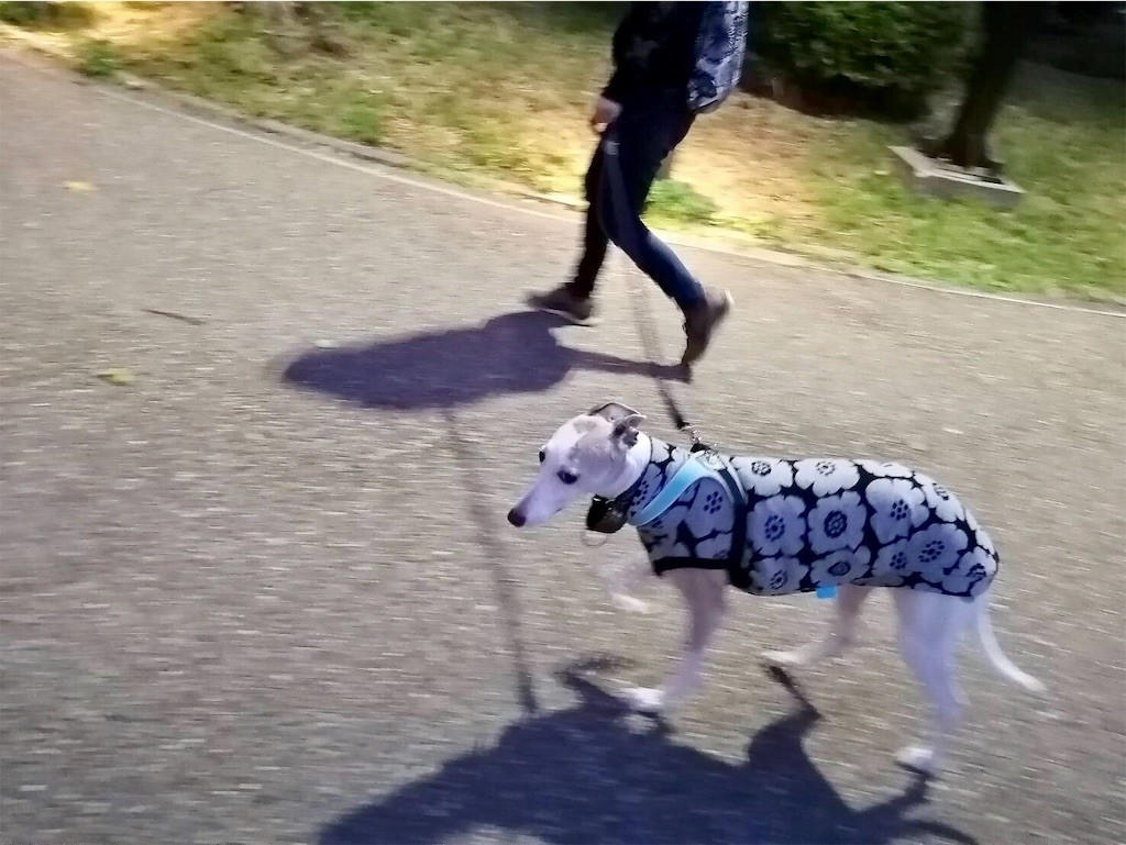 f:id:joju8:20191026220835j:plain