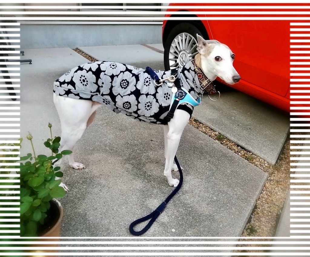 f:id:joju8:20191026220909j:plain