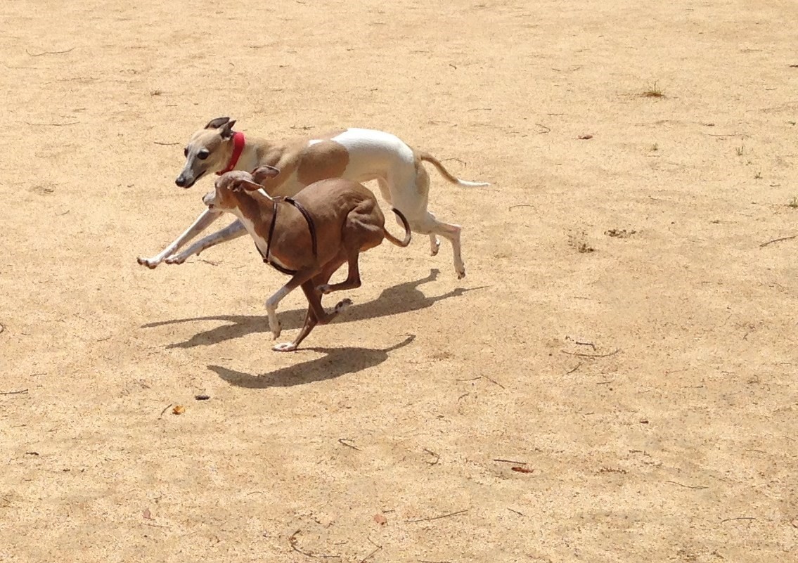 f:id:joju8:20191027002132j:plain