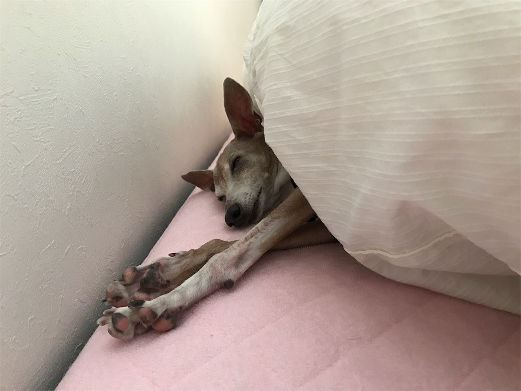 f:id:joju8:20191213123156j:image