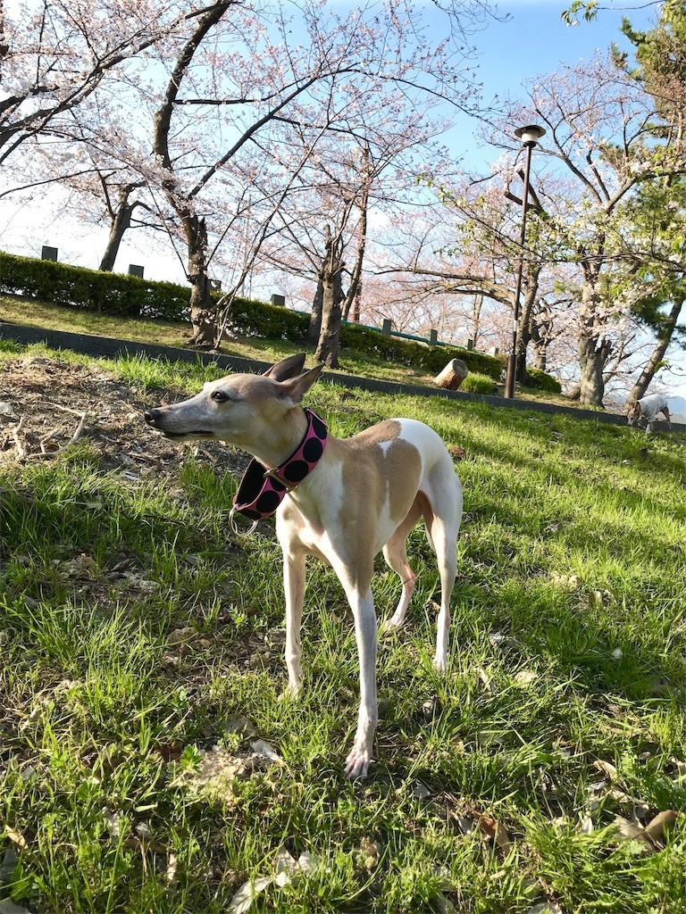 f:id:joju8:20191213123206j:image