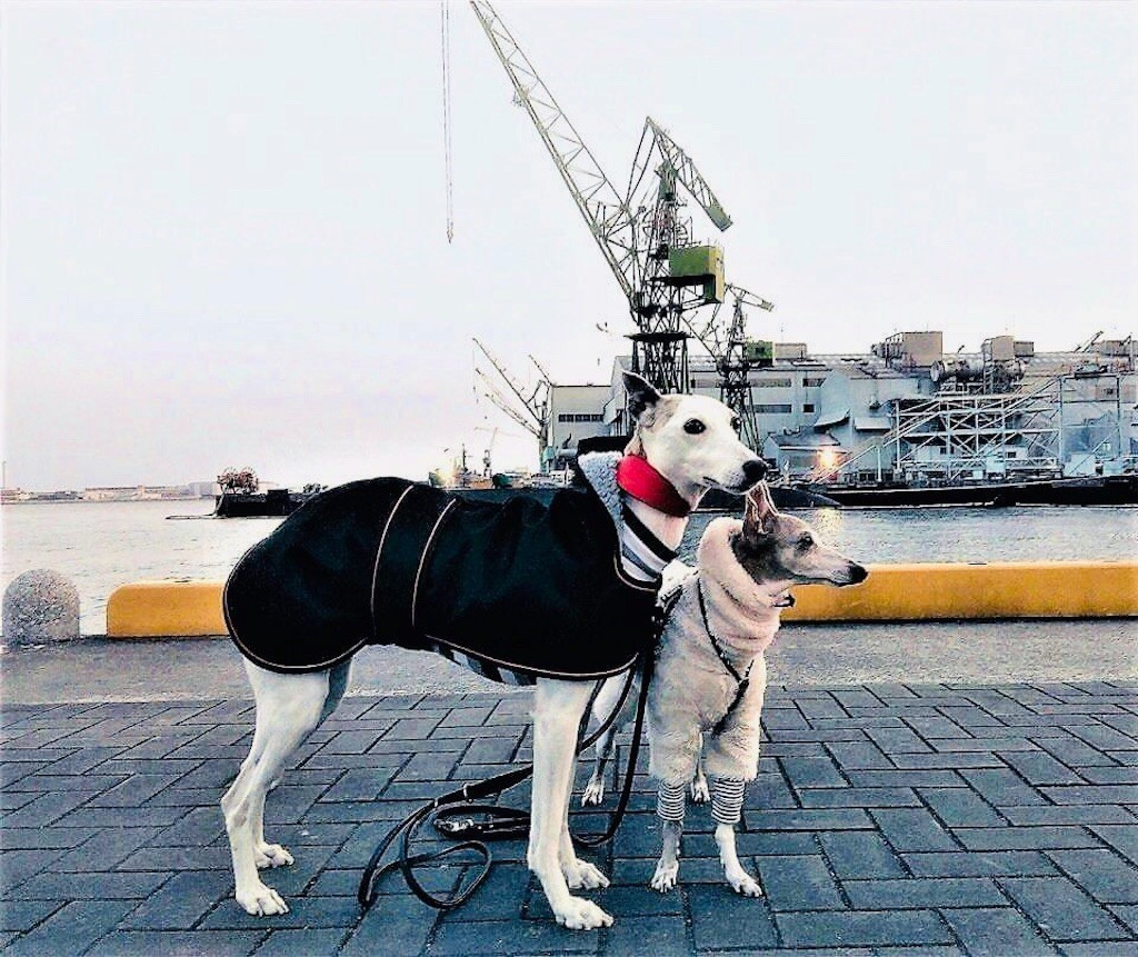 f:id:joju8:20191213123210j:image