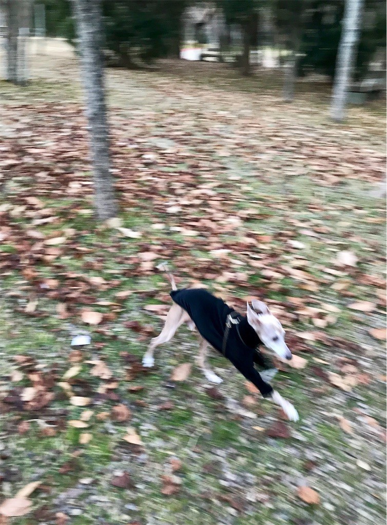 f:id:joju8:20191213123222j:plain