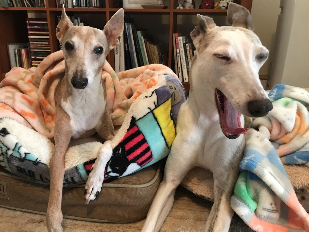 f:id:joju8:20191213123226j:image