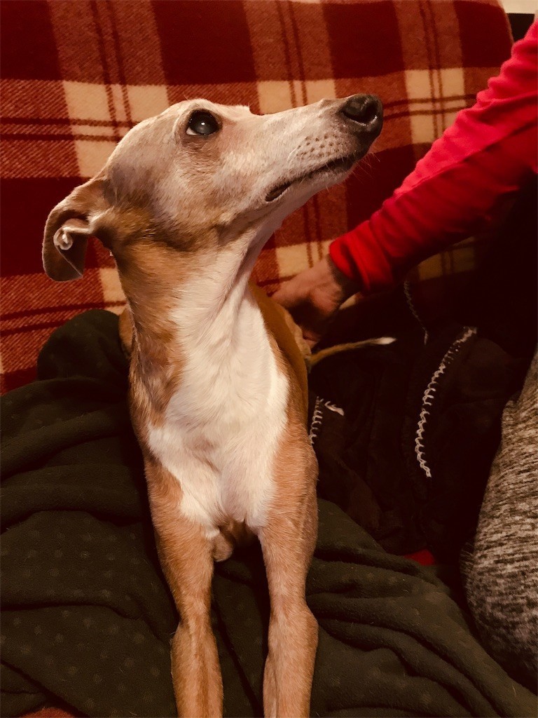 f:id:joju8:20191213123229j:image