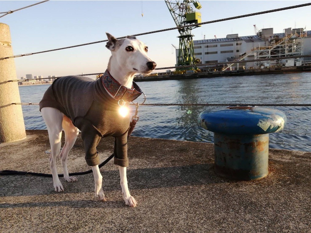 f:id:joju8:20191213123247j:plain