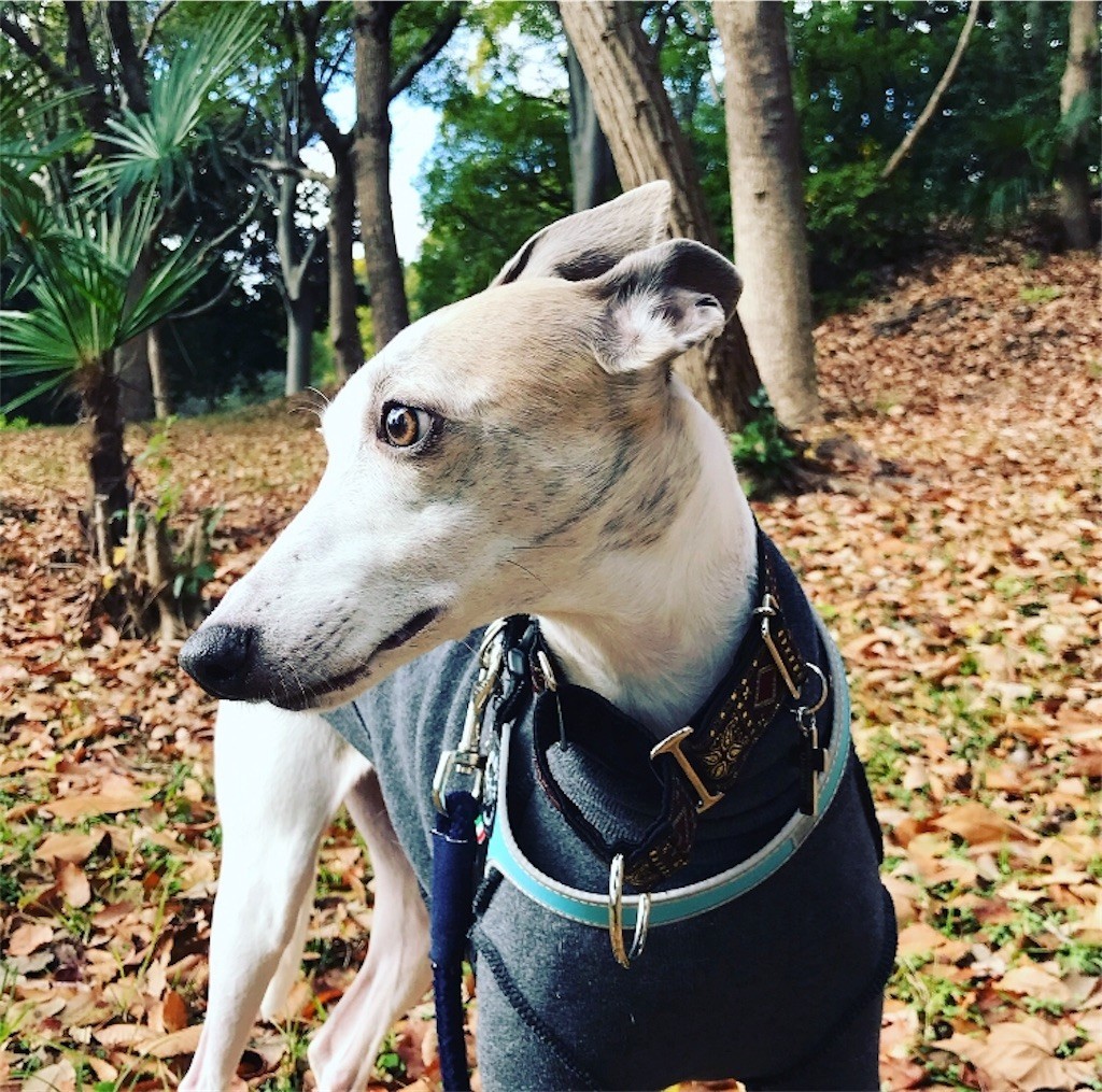 f:id:joju8:20191228140956j:plain