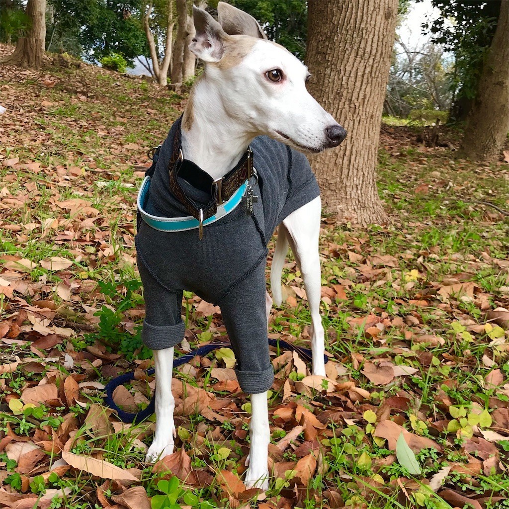 f:id:joju8:20191228141030j:image