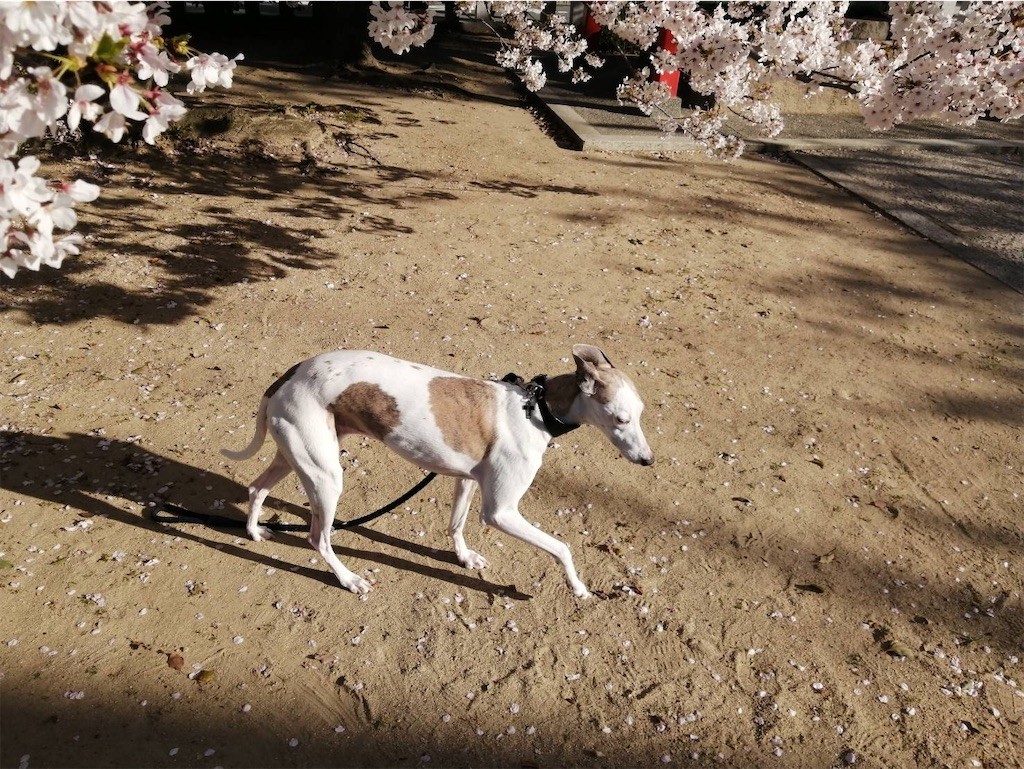 f:id:joju8:20200412123515j:plain f:id:joju8:20200412123515j:plain