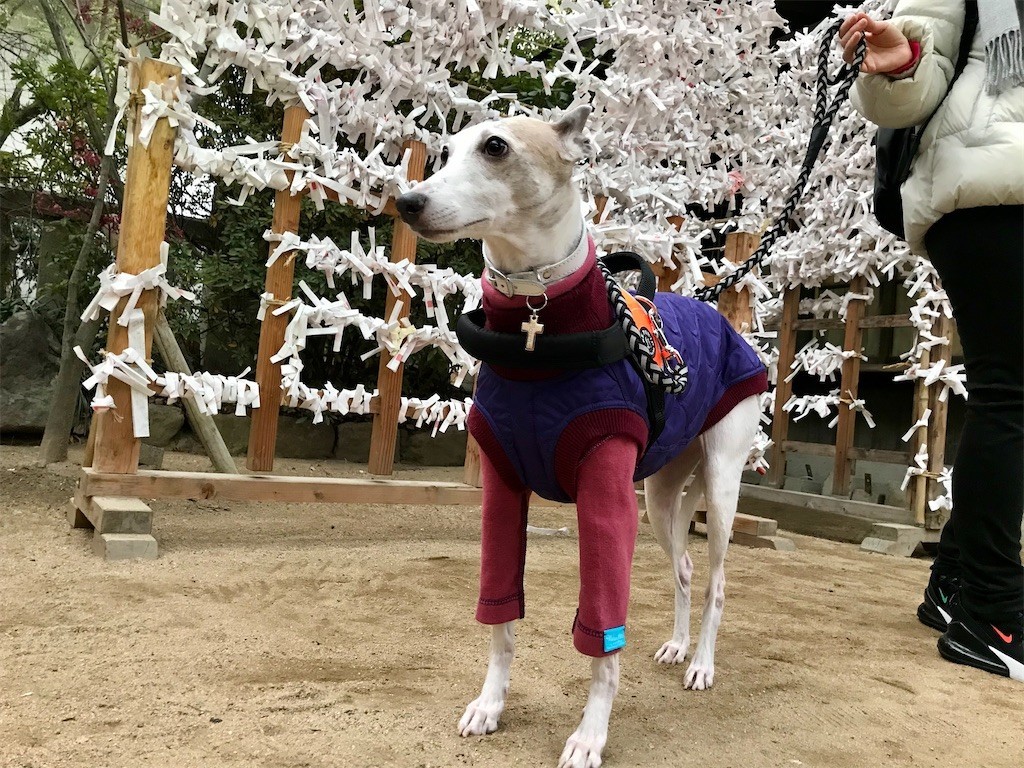 f:id:joju8:20210107132729j:image