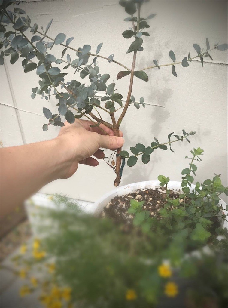 f:id:joju8:20210924111849j:image