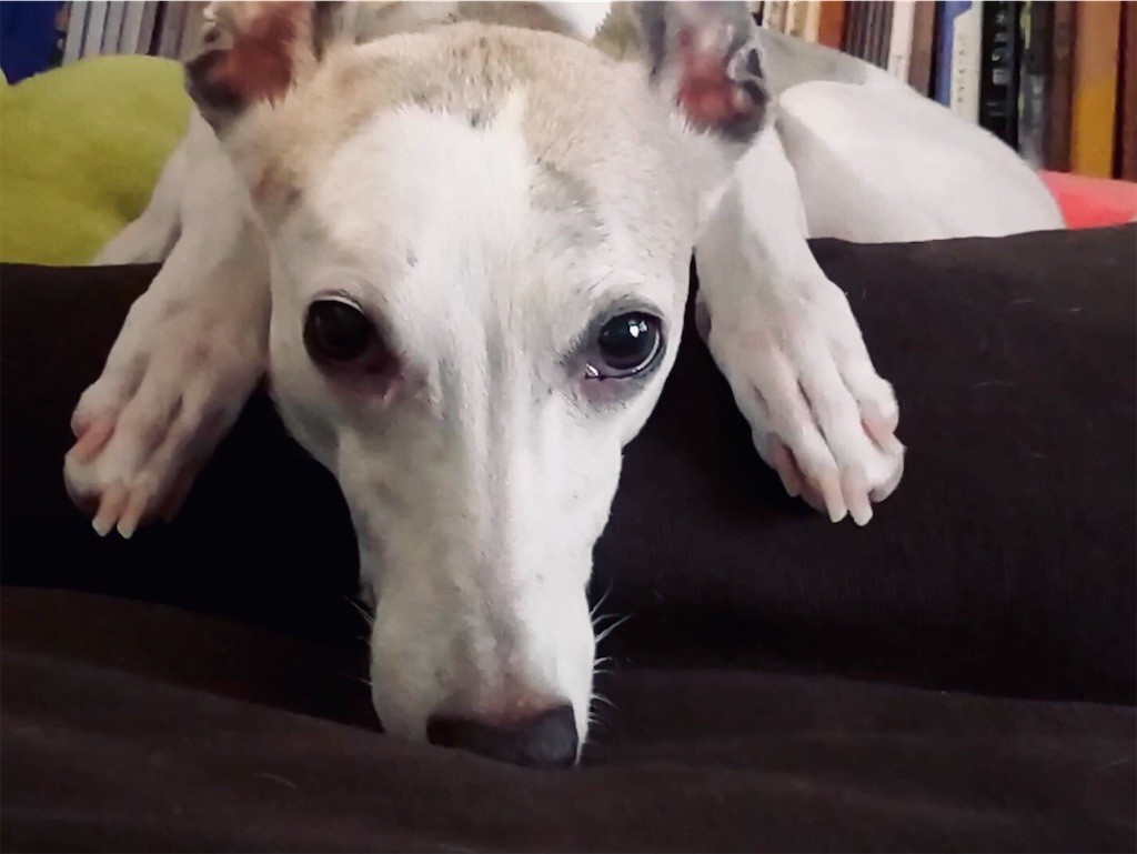 f:id:joju8:20210924112824j:image