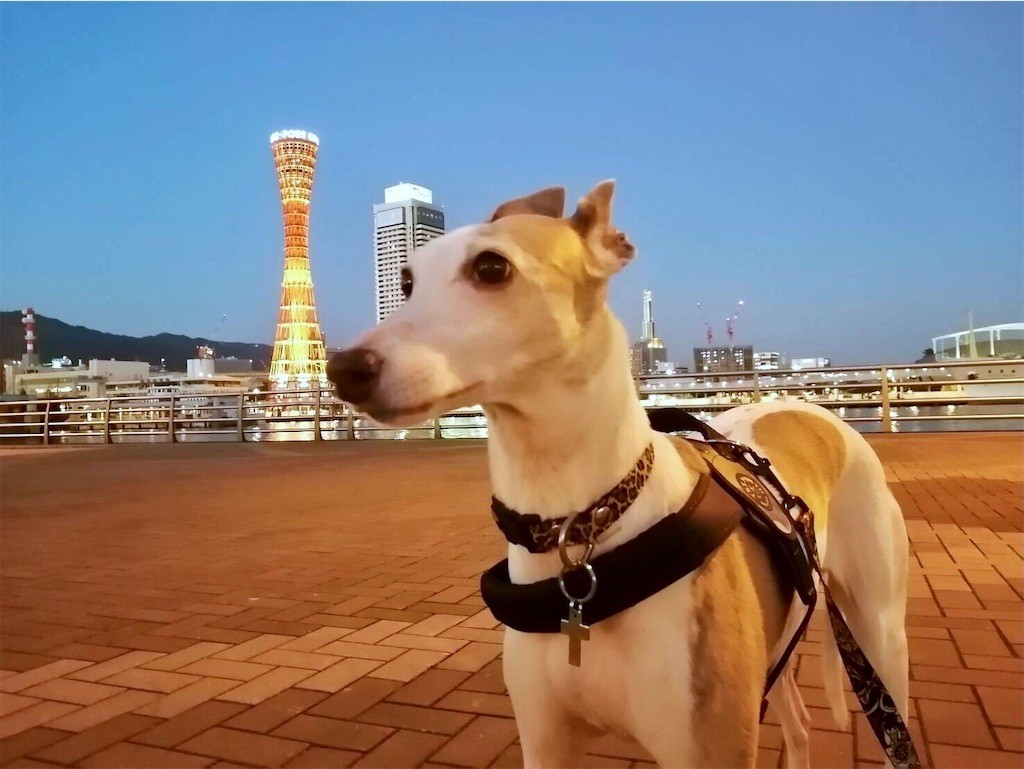 f:id:joju8:20211011211318j:image f:id:joju8:20211011211318j:image