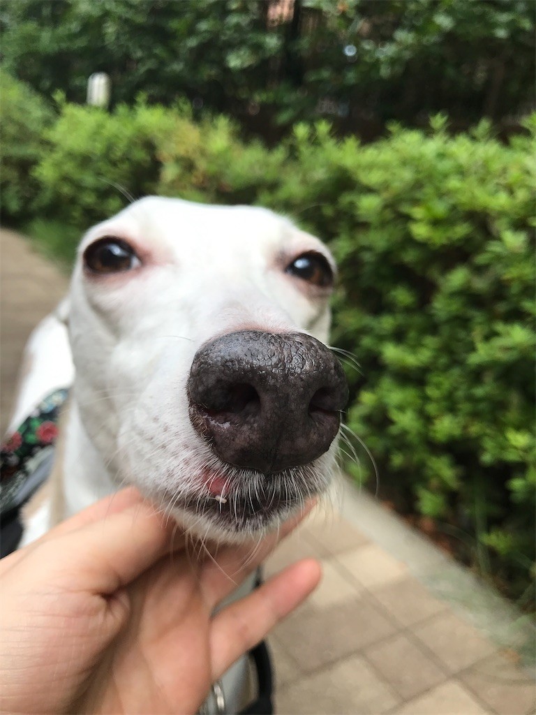 f:id:joju8:20211011211357j:image f:id:joju8:20211011211357j:image