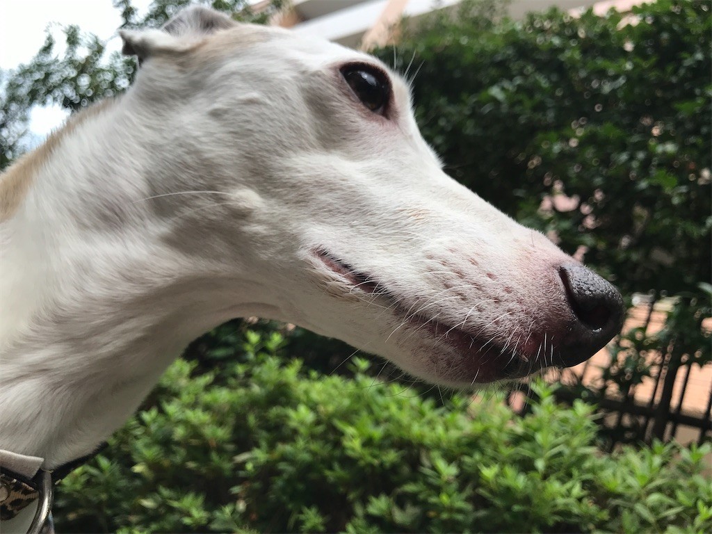 f:id:joju8:20211011211405j:plain