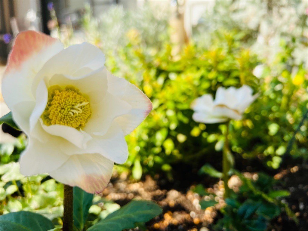 f:id:joju8:20211224184012j:image