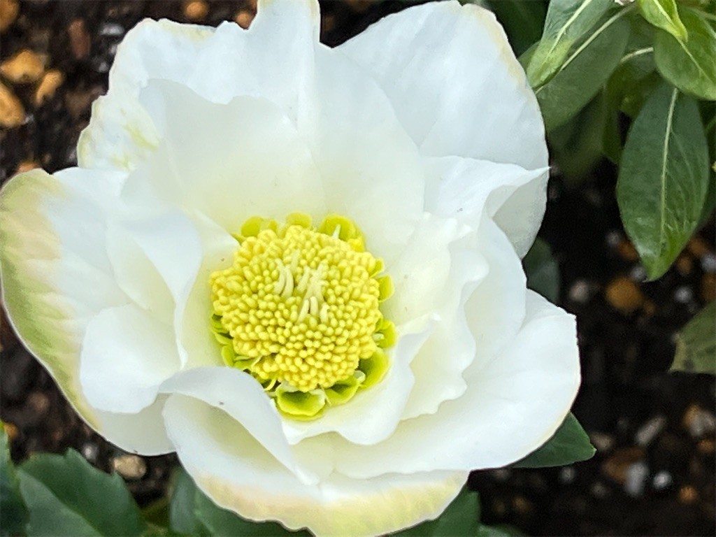 f:id:joju8:20211224184015j:image