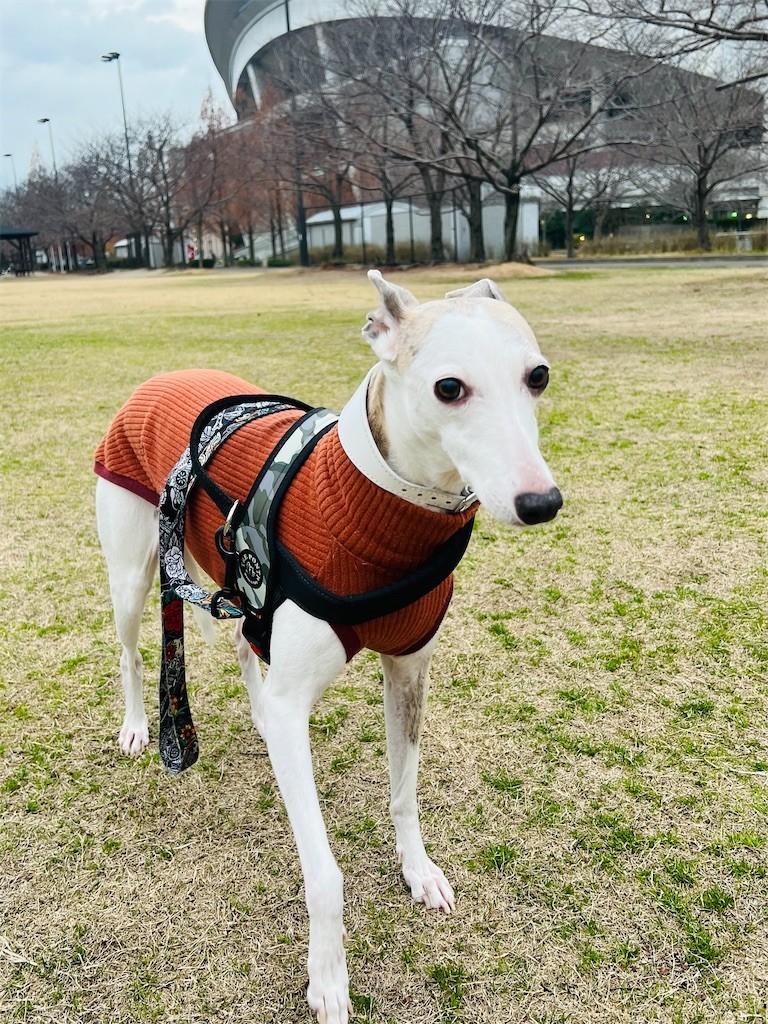 f:id:joju8:20211224213724j:image