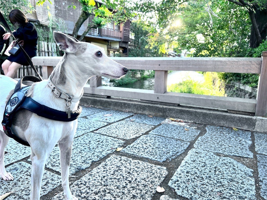 f:id:joju8:20221107172642j:image