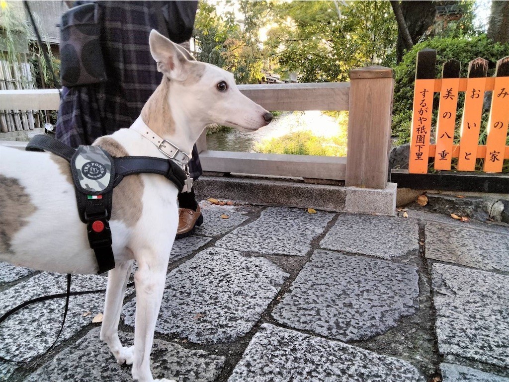 f:id:joju8:20221107172649j:image