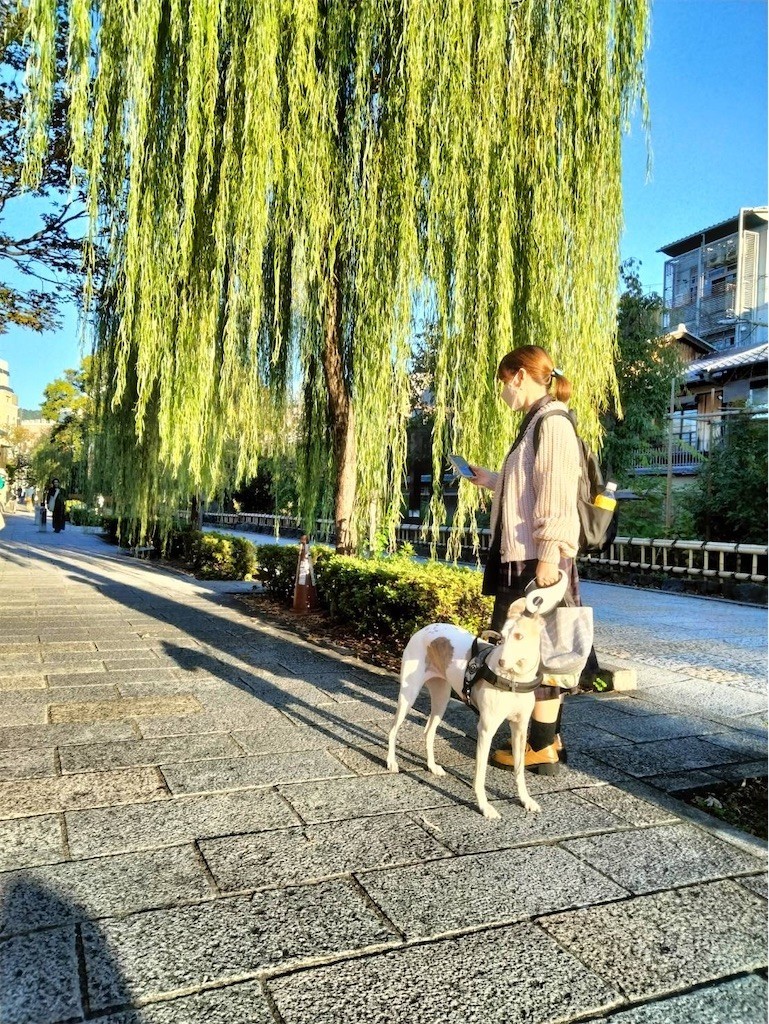 f:id:joju8:20221107172652j:image