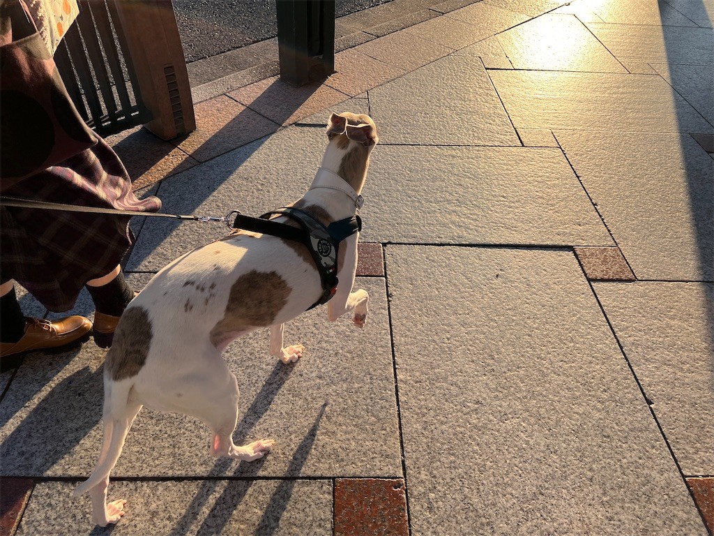 f:id:joju8:20221107172814j:image