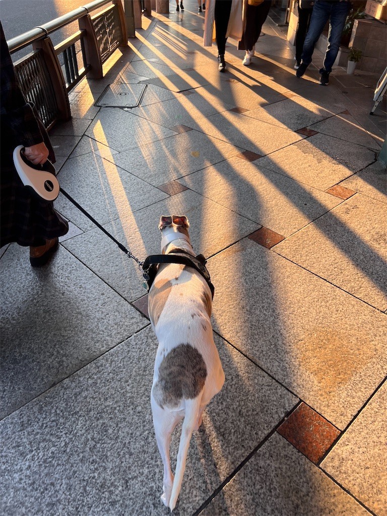 f:id:joju8:20221107172817j:image