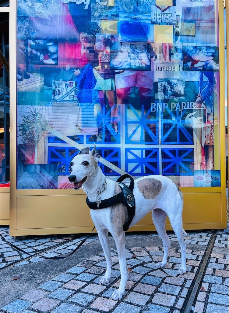 f:id:joju8:20221107172827j:image