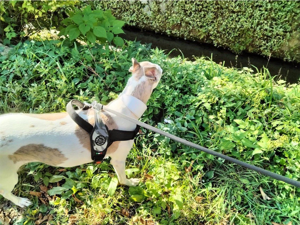 f:id:joju8:20221107172846j:image