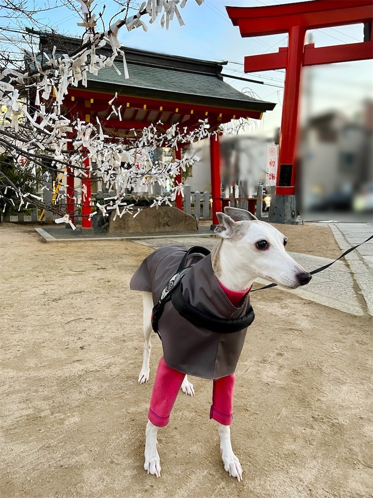 f:id:joju8:20230112114428j:image f:id:joju8:20230112114428j:image