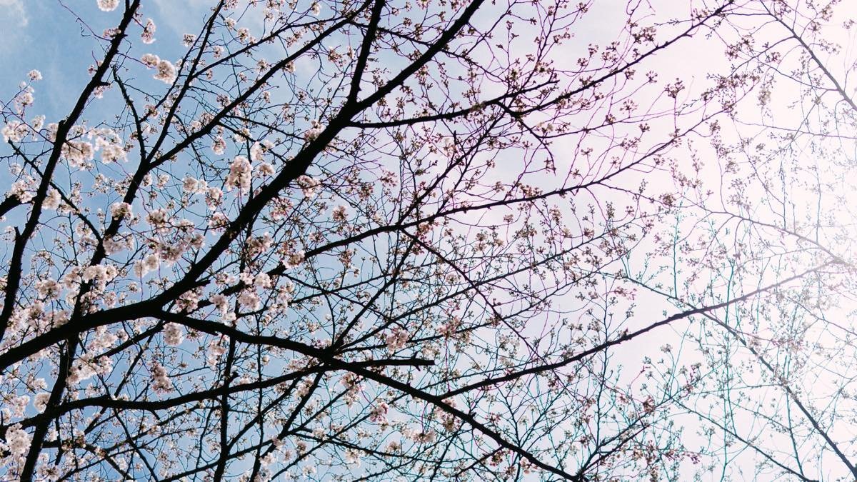 f:id:joko0108:20180325091215j:plain