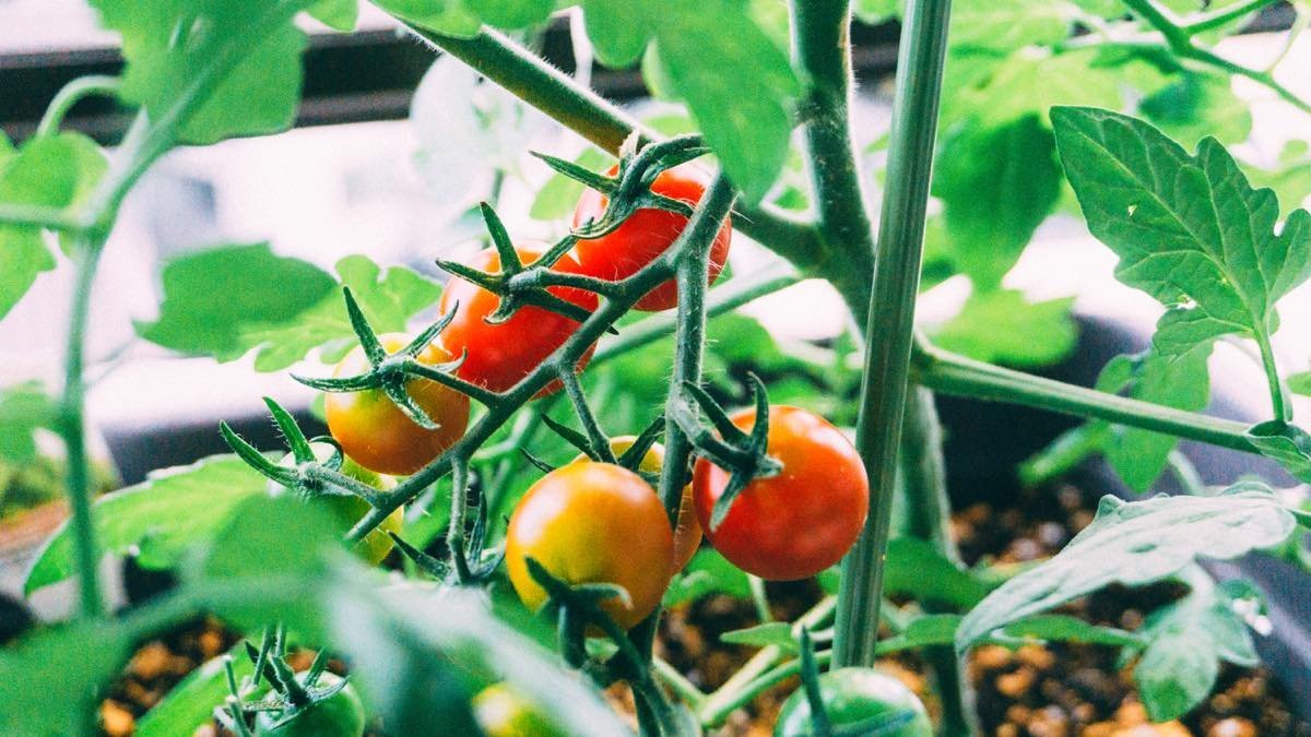 f:id:joko0108:20180704222526j:plain