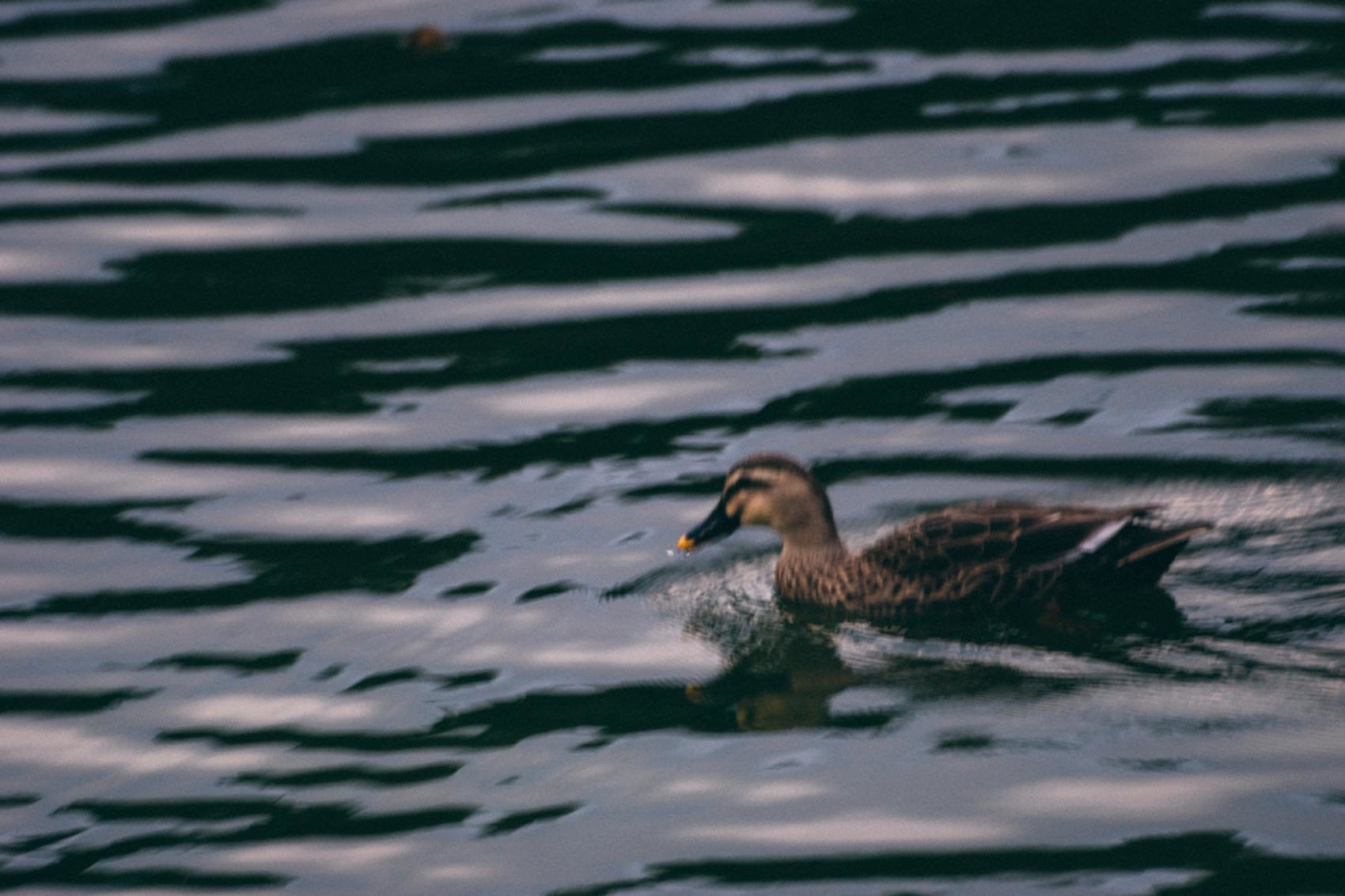 f:id:joko0108:20181114201347j:plain f:id:joko0108:20181114201347j:plain