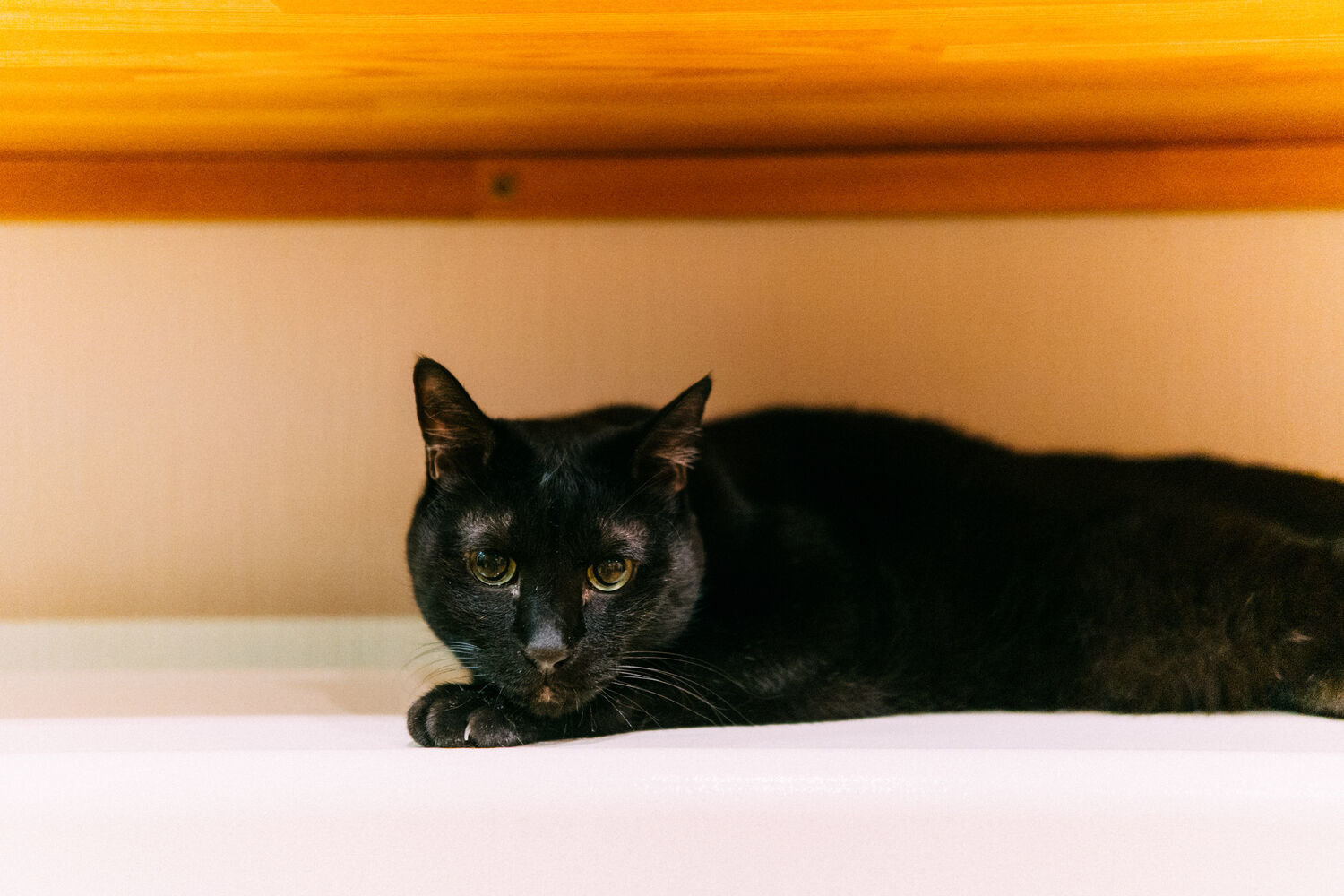 f:id:joko0108:20201121202239j:plain f:id:joko0108:20201121202239j:plain