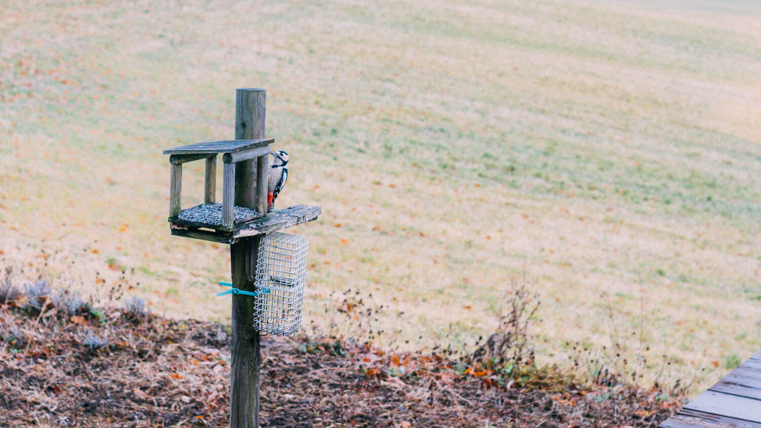 f:id:joko0108:20201122081152j:plain f:id:joko0108:20201122081152j:plain