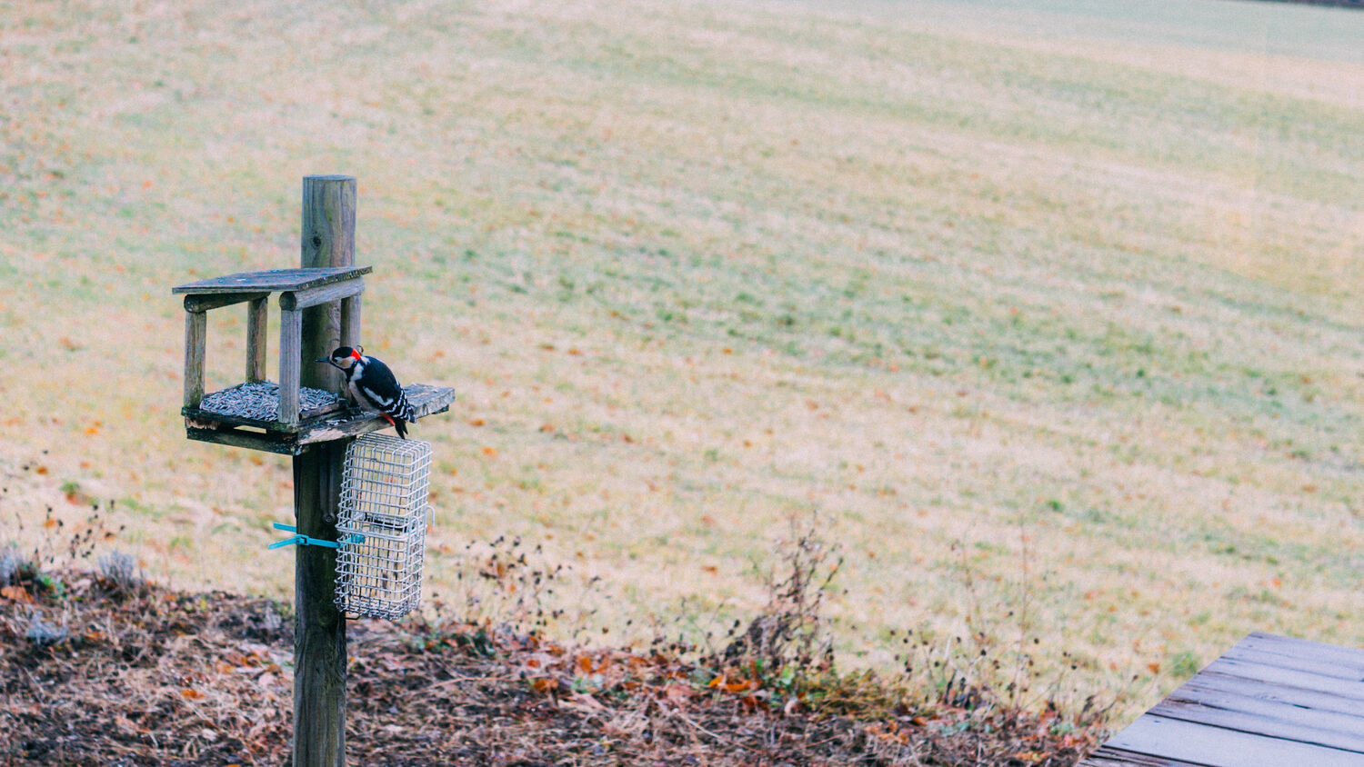 f:id:joko0108:20201122081155j:plain f:id:joko0108:20201122081155j:plain