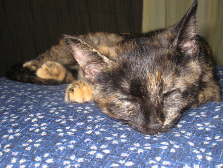 f:id:jollymadam:20080819101821j:image