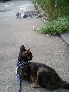 f:id:jollymadam:20080901211117j:image